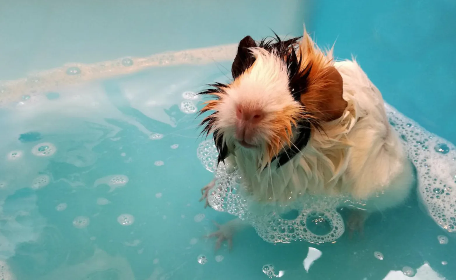 Black, white and orange guinea pig in soapy blue water